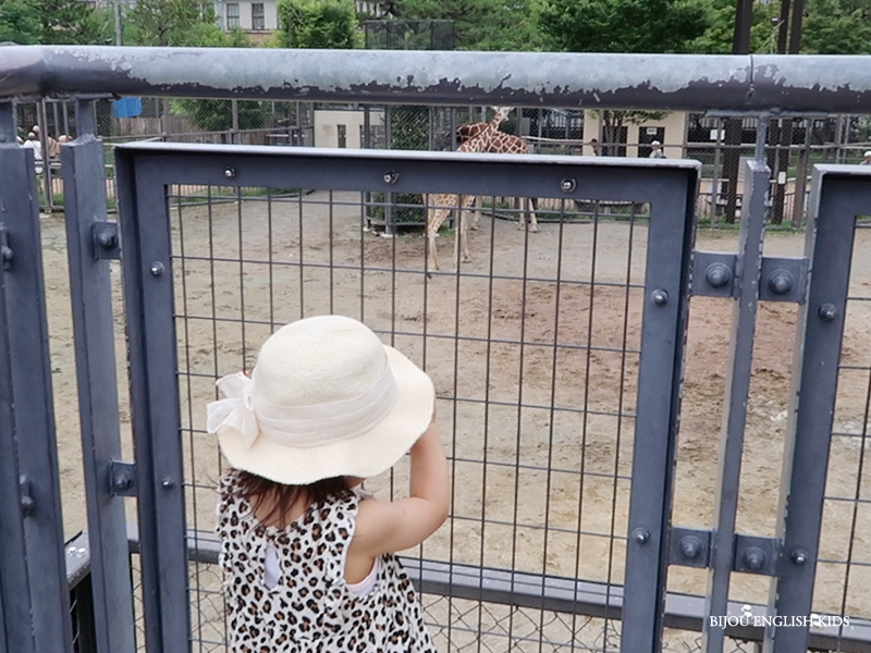 giraffe at the Kyoto City Zoo