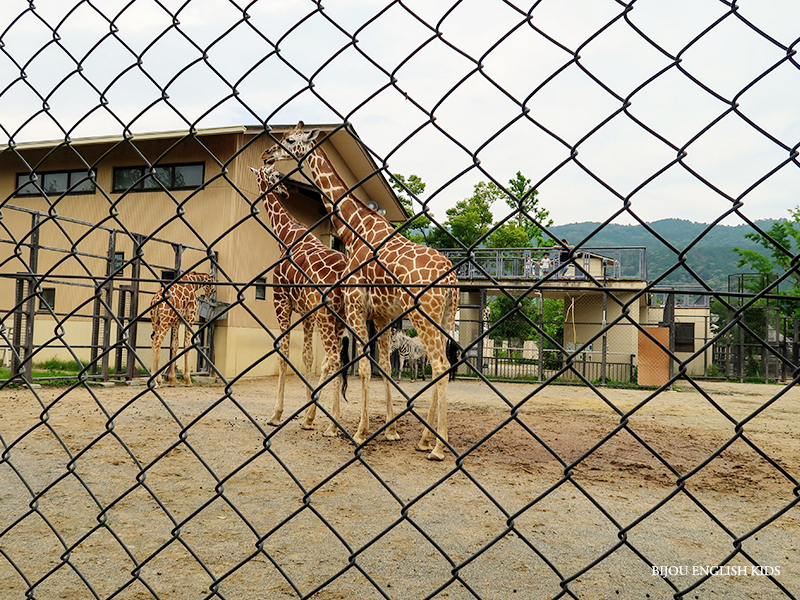 giraffe at the Kyoto City Zoo
