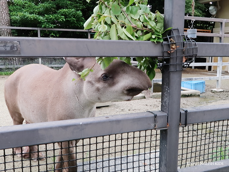 tapir at the Kyoto City Zoo