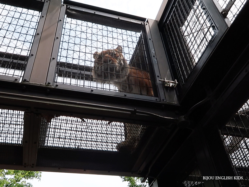 tiger at the Kyoto City Zoo